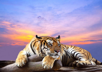 ANIMALE
